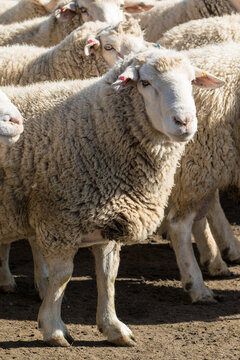 Rams