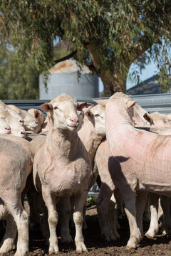 Shorn sheep in farmyard