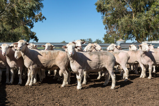 Shorn rams standing side-on in yard
