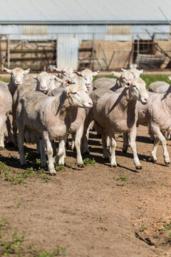Shorn white suffolk rams