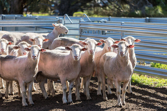 Shorn rams in yard looking at camera