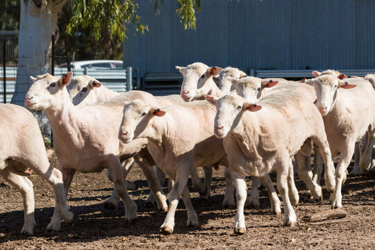 Sheep that have just been shorn running out of yards