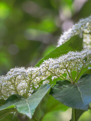 春の野山　ハクサンボクの白い花15