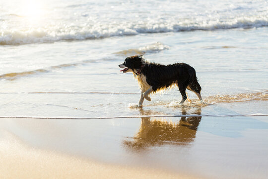 Border-collie dog in the water on the beach