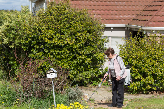 Older lady spraying weedkiller in house yard