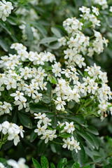 A close-up of blooming white flowers of the Mexican orange blossom (Choisya ternata) with a bee sitting on the flower, showcasing vibrant nature and lush greenery.