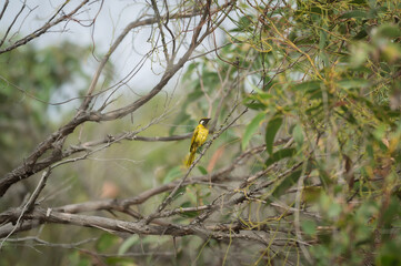 Yellow songbird on a tree branch
