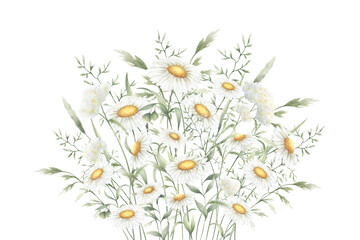 Bouquet floral of watercolor wildflowers chamomile, yarrow and meadow grasses isolated from background. Hand drawn illustration of yellow and white flowers for fabric print, packaging and postcard.