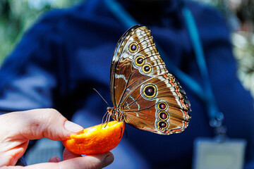 Brown butterfly feeding on an orange slice held by a hand, with a blurred person in the background.