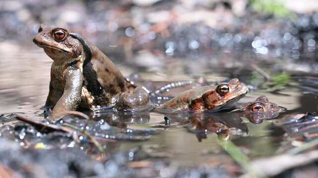 ガマガエル」の写真素材 | 4,389件の無料イラスト画像 | Adobe Stock