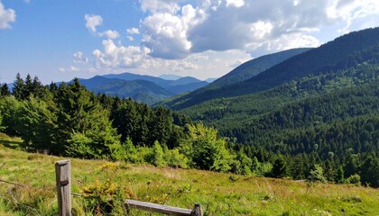 Fototapeta premium Green scenery, forest landscape
