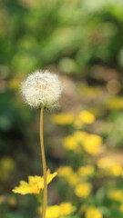 Dandelion fluff that seems ready to fly out in the wind