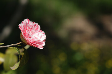 a beautiful camellia flower with overlapping red and white petals