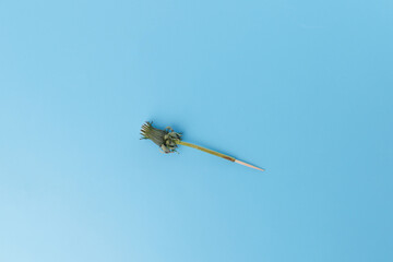 step in creative project, inserting toothpick into dandelion flower stem on blue background,...
