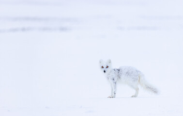 Arctic fox in snowy environment