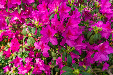 A vibrant cluster of pink azalea blossoms in full bloom, with green leaves and buds visible among the flowers, capturing a colorful spring display.  
