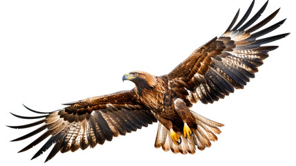 Obraz premium Magnificent golden eagle soaring with outstretched wings. Powerful bird of prey in flight.