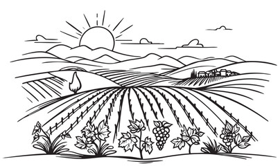 vine plantation hills, trees, clouds on the horizon vector illustration, sketch, silhouette