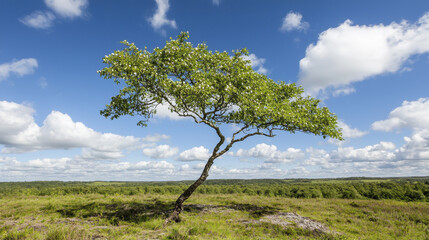 Obraz premium solitary tree stands gracefully against backdrop of fluffy clouds and vibrant blue sky, embodying tranquility and nature
