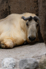 お昼寝ゴールデンターキン