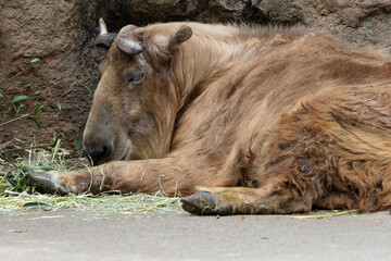 お昼寝ゴールデンターキン