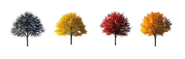 Naklejka premium Four Tree Pictures Represent Different Seasons In A Square Collage, Showcasing Spring, Summer, Autumn, And Winter. 00001