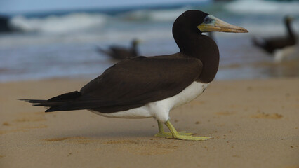 Wild bird from island at the beach