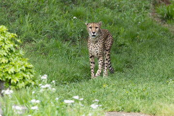 新緑のチーター