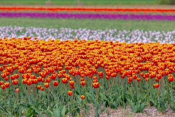 Selective focus of yellow orange and multicolor flowers on the field in countryside farm, Tulips...