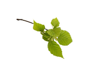 birch tree branch with three leaves close up isolated on white background. spring view