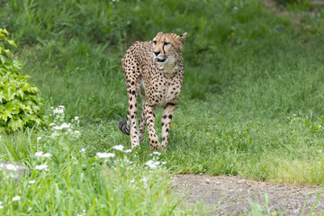 新緑のチーター