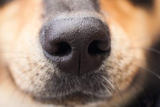 Close up of the nose of a dog