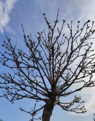 Budding Tree Branches Against A Bright Clear Blue Sky