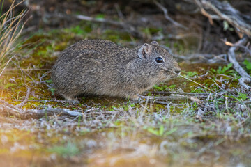 Desert Cavi, Lihue Calel National Park, La Pampa Province, Patagonia , Argentina