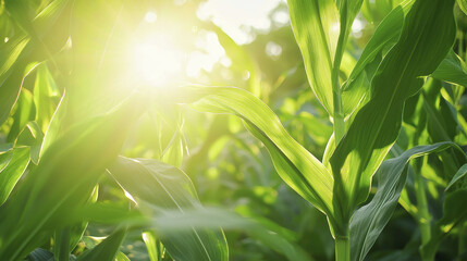 Naklejka premium vibrant cornfield illuminated by sunlight, showcasing lush green leaves and serene atmosphere