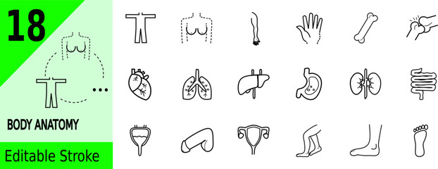 Naklejka premium set of 18 outline icons related to body anatomy, breast, hand, fingers, bone, joint, heart, lungs, liver, stomach, kidneys, intestine, bladder, penis, uterus, legs, foot, feet