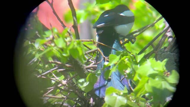 bright blue-violet bird with a long tail