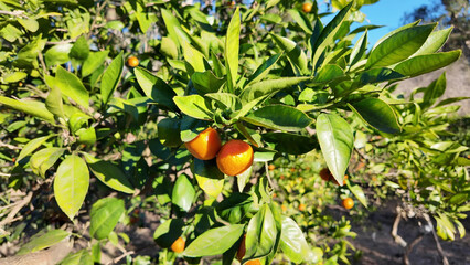 Mandarin Orchard with Green Leaves and Bright Fruits in Sunlight