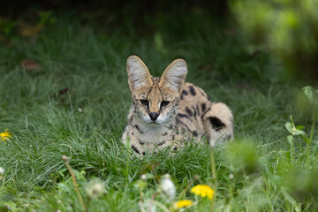 新緑とサーバル