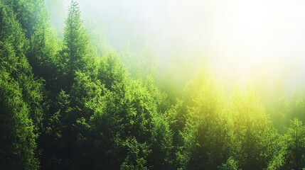 Obraz premium serene forest scene showcasing lush green trees enveloped in soft mist, illuminated by gentle sunlight