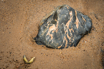 Textured Detail of crab claw and Rock in sand.  At the northern end of Druridge Bay on...