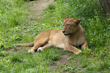 お昼寝ライオン