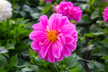 Fototapeta premium Dahlia flower in the garden