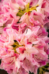 Blooming rhododendron pink flowers grow up in a garden