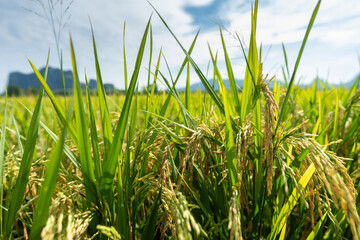 Obraz premium Lush rice plants with full, heavy grain heads — standing tall and ready for harvest, a symbol of abundance and the beauty of rural farming life.