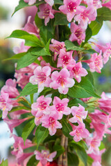 Weigela pink flower,pink and white flowers,Bush blooming with pink flowers, nature, summer. Plants in the garden,Weigela florida 'Suzanne'