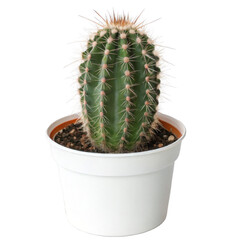 Cactus isolated on a transparent background.