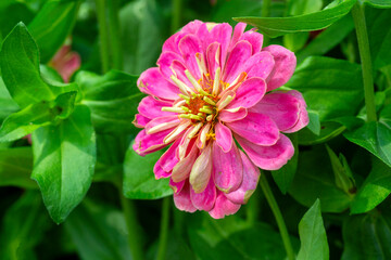 Zinnia is a genus belonging to the Asteraceae family.