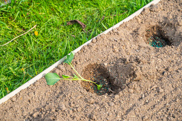The process of planting cabbage sprouts in a vegetable garden on a sunny spring day