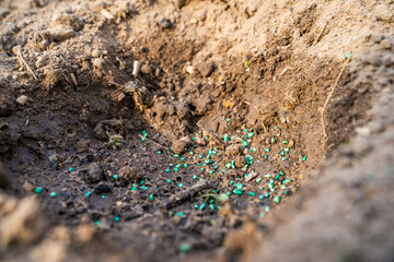 Green granular pesticide additive in a planting hole, close-up